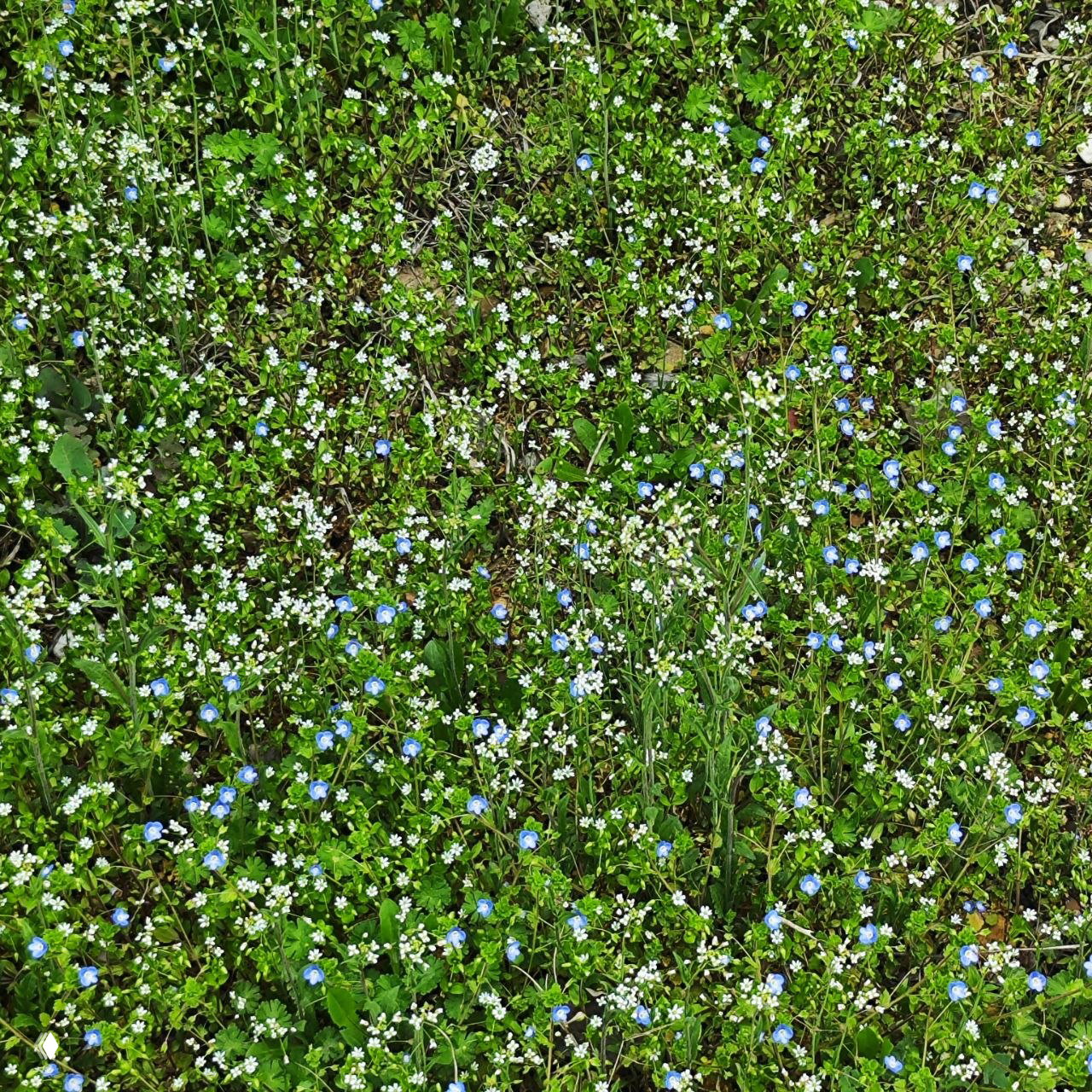 Ковёр мелких первоцветов и голубых цветков на зелёной траве — плотное цветочное покрытие весеннего луга рядом с дорогой.