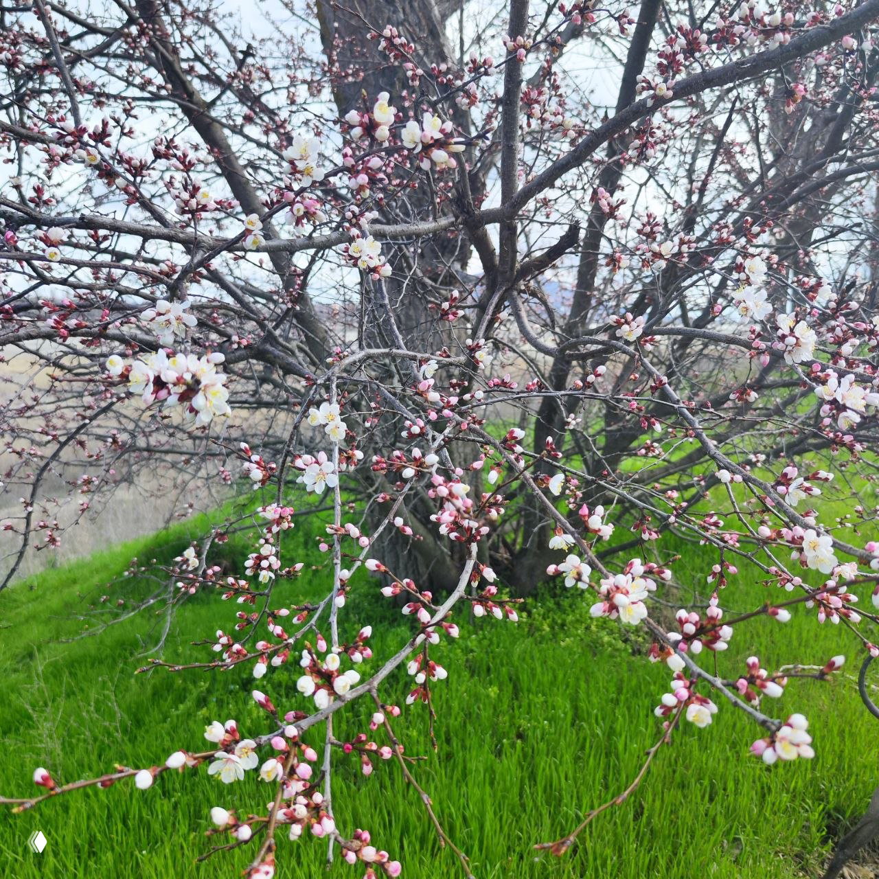 Ветви цветущего абрикоса с массой бело-розовых цветов на фоне зелёного склона — композиция цветения в Пятигорске.