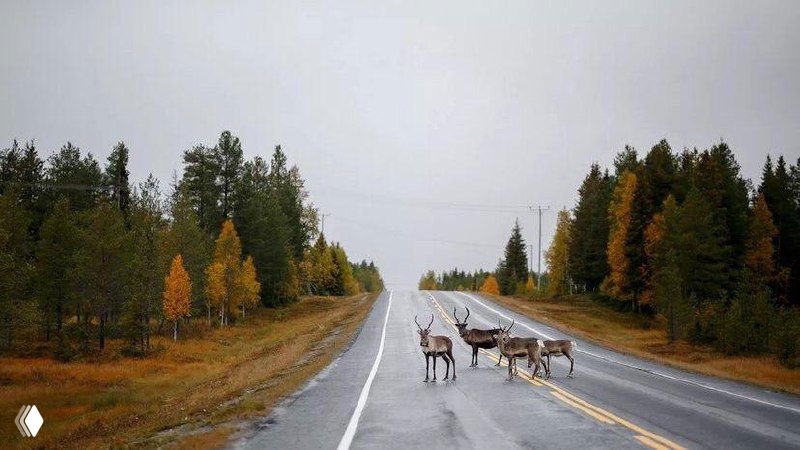 Олени пересекают мокрую дорогу в лесном осеннем пейзаже — трасса с желтыми осенними деревьями по обочинам и влажным асфальтом.