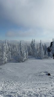 Заснеженный лес и панорама склонов под пасмурным небом, ровный снежный покров и открытые участки для фрирайда в районе Шерегеша.