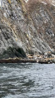 Каменистая прибрежная полоса с лежащими морскими обитателями и характерной скальной структурой у мыса на Камчатке.