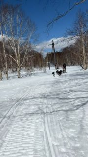 Заснеженная тропа с упряжкой собак: снегоходы, следы на снегу и лесистый фон весенней Камчатки.