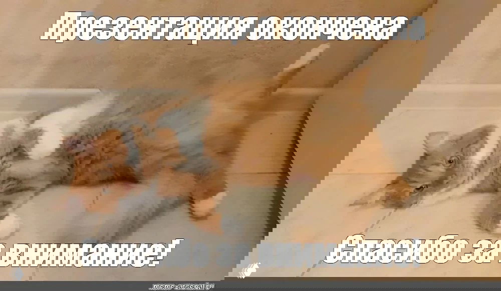 «Фокус» от студии Артемия Лебедева