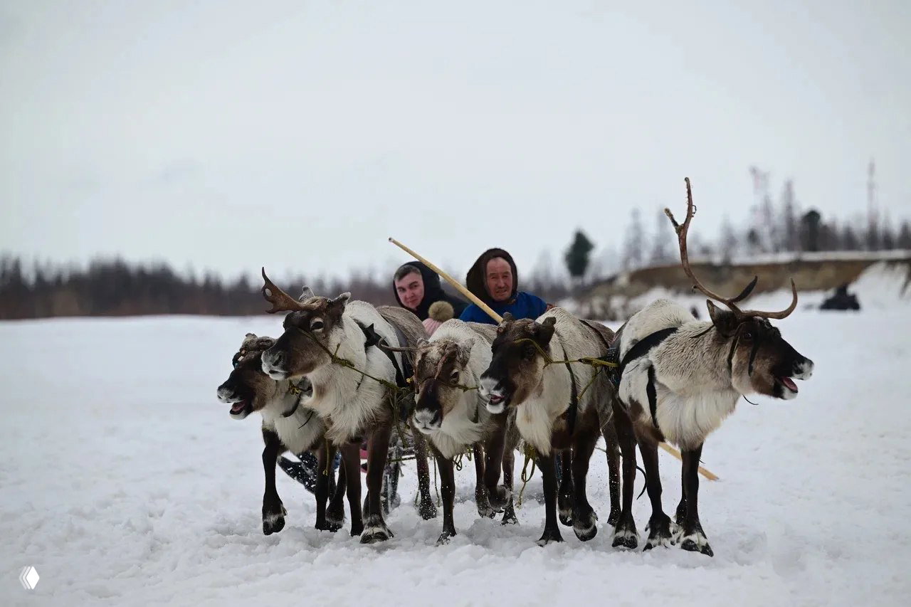 Упряжка оленей в движении тянет сани по снежной равнине, передние олени на фоне белой тундры и зрителей праздника.