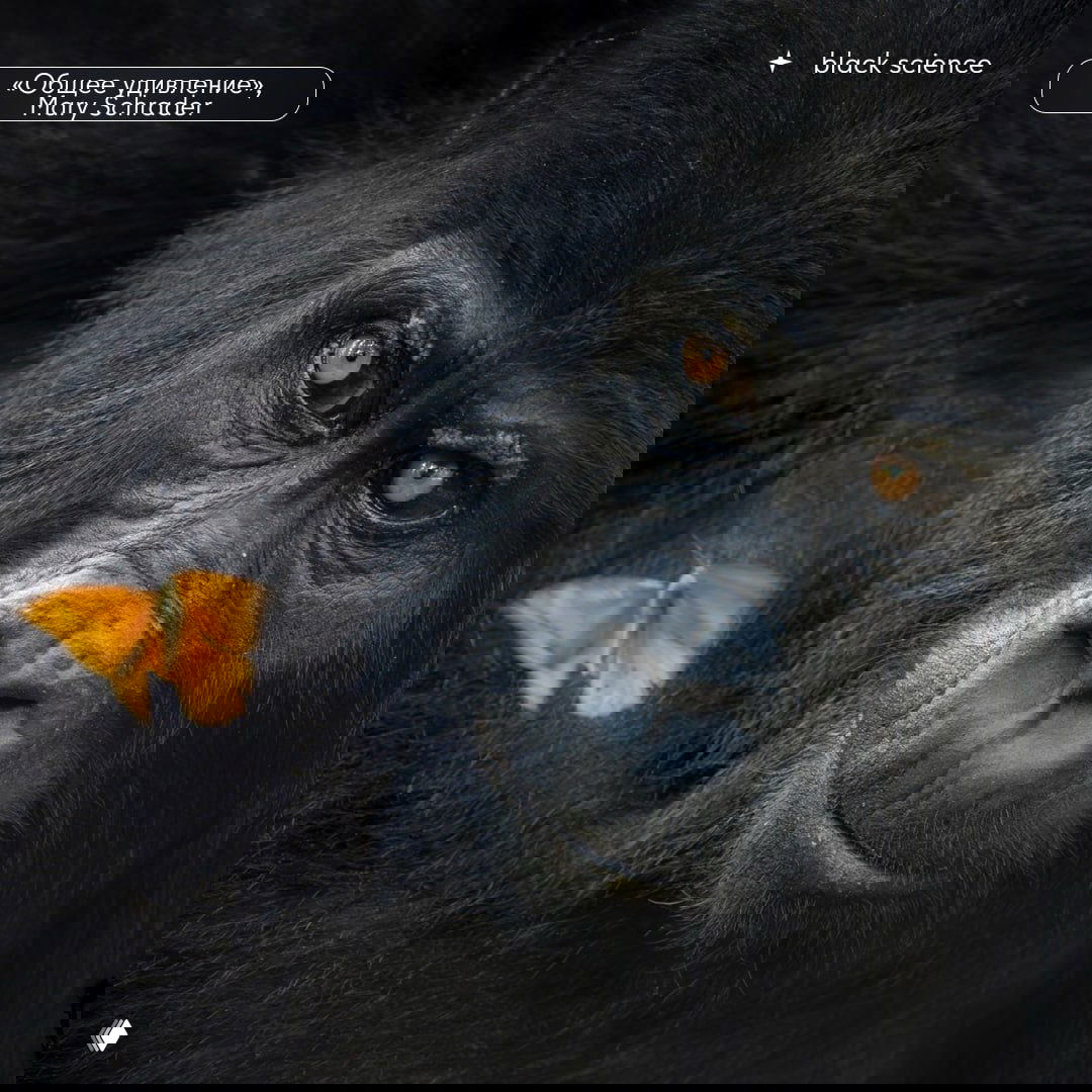 Крупный план гориллы с оранжевой бабочкой на фоне тёмной шерсти — эмоциональный и выразительный портрет дикой природы из подборки победителей.