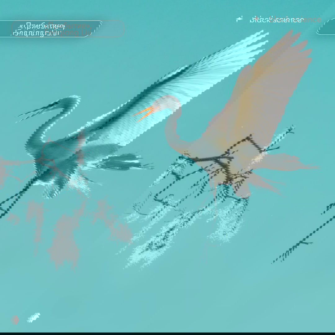 Белая цапля в полёте на бирюзовом фоне с широко раскрытыми крыльями — лёгкая и графичная композиция, подчёркнутая светом.