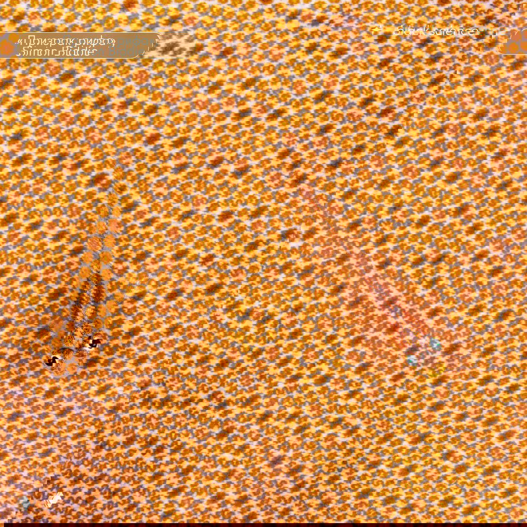 Макросъёмка коралловой структуры с крошечной рыбкой на ярко-оранжевом фоне — детальная текстура рифа и миниатюрная жизнь.