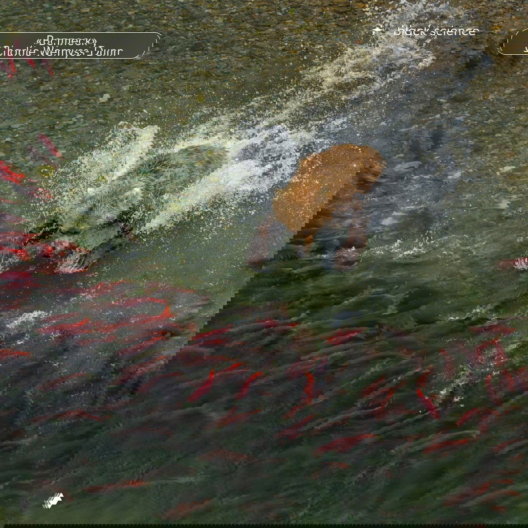 Медведь в прыжке и всплеск воды над стаей красных лососей — динамичная сцена охоты и движения в природной среде, запечатлённая в моменте.