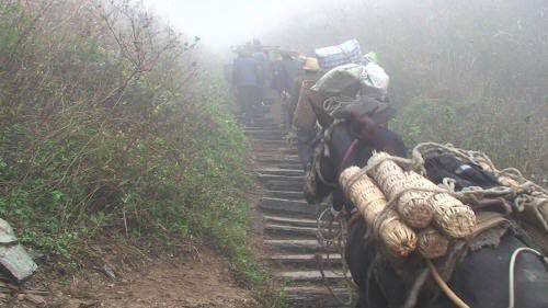 Туманная горная тропа с гружёными муллами и носильщиками, ступени и обрывистый склон — сцена чайного каравана в горах.