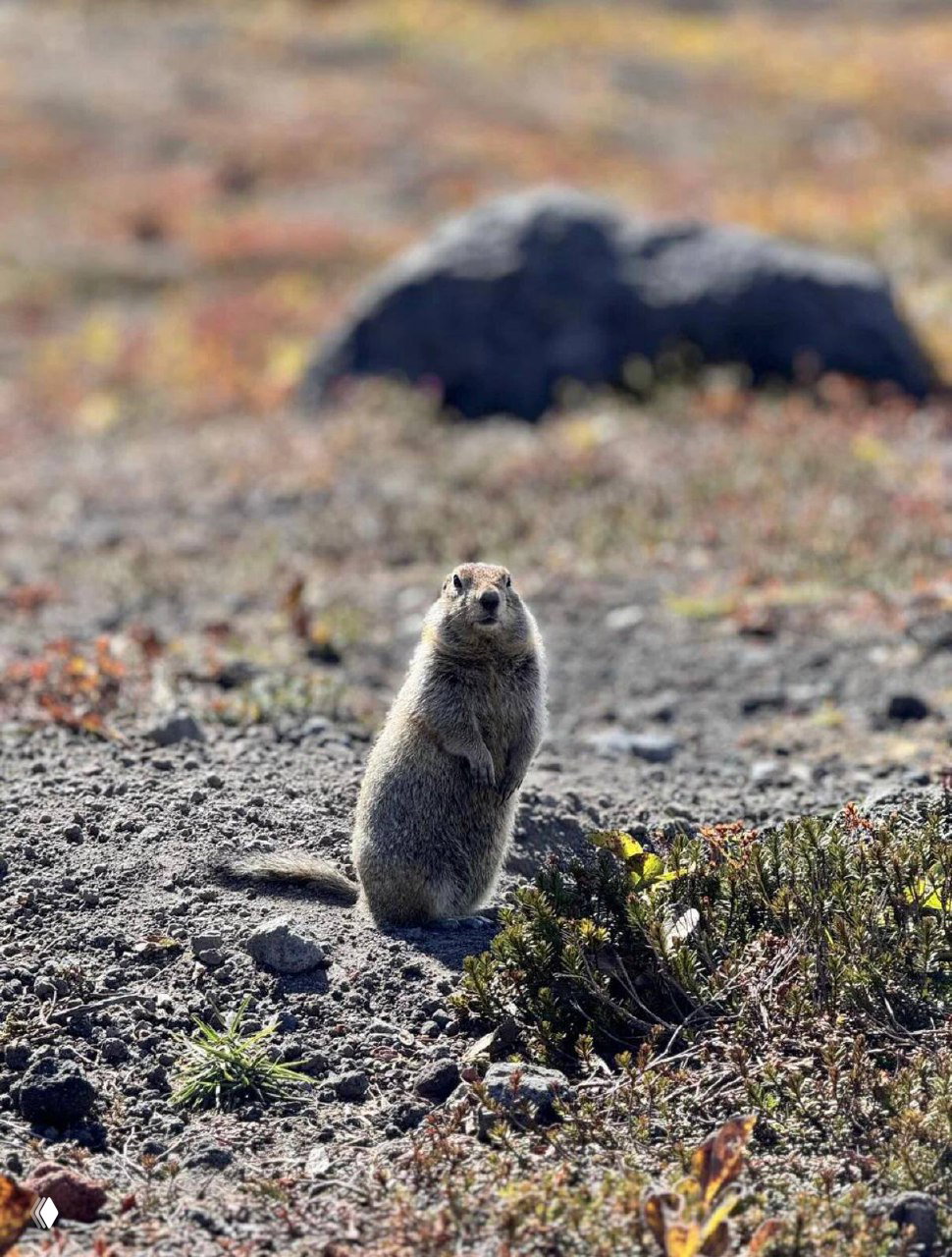 Портрет суслика в камчатской тундре на переднем плане; вокруг низкая арктическая растительность и вулканические камни.